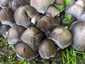 Barnapikkelyes tintagomba (Coprinopsis romagnesiana), Budapest